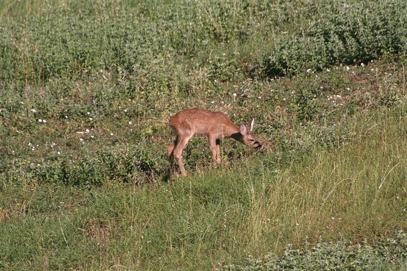 Piccoli caprioli,daini e cinghiali.